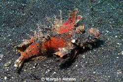 I "think" this is a bearded ghoul. Taken in Lembeh with a... by Morgan Ashton 